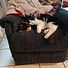 cat, cats, tuxedo_cat, calico_cat, sleeping,  lounging, pets, felines, animal, armchair, chair, blanket, throw, cozy, indoors, home, furniture, tile_floor, relaxed, cuddling