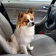 Loulou a rejoint le concours — aidez-le/la à gagner de superbes lots ! dog, puppy, small_dog, fluffy, white_and_brown, long_hair, pointed_ears, sitting, pet, animal, canine, car, vehicle, passenger_seat, car_interior, steering_wheel, dashboard, portrait, indoors, cute