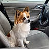 dog, puppy, small_dog, fluffy, white_and_brown, long_hair, pointed_ears, sitting, pet, animal, canine, car, vehicle, passenger_seat, car_interior, steering_wheel, dashboard, portrait, indoors, cute