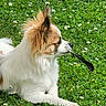 Loulou participe au concours pour gagner de l'argent avec cette photo : dog, small_dog, fluffy, long_hair, white_fur, brown_fur, outdoor, grass, meadow, daisies, flowers, nature, lying_down, profile, feather, holding_object, animal_portrait, sunlight, greenery, garden