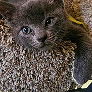 Balloo joined the competition — help win amazing prizes! animal, cat_tree, closeup, cozy, cute, cute_pet, domestic_cat, feline, fur, gray_cat, indoor, kitten, paw, pet, relaxed, resting, soft, texture, whiskers, young_cat