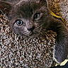 animal, cat_tree, closeup, cozy, cute, cute_pet, domestic_cat, feline, fur, gray_cat, indoor, kitten, paw, pet, relaxed, resting, soft, texture, whiskers, young_cat
