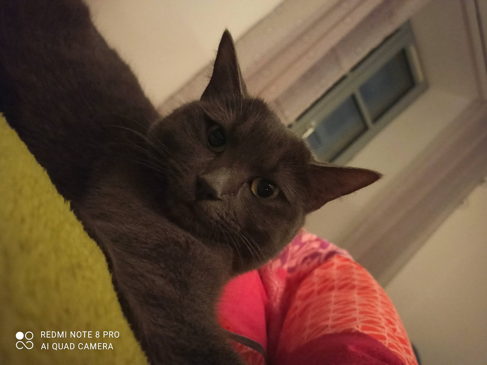 Frimousse participe au concours pour gagner de l'argent avec cette photo : black_cat, carnivore, cat, comfort, domestic_short_haired_cat, door, ear, felidae, fur, iris, russian_blue, small_to_medium_sized_cats, snout, tail, whiskers, window, wood