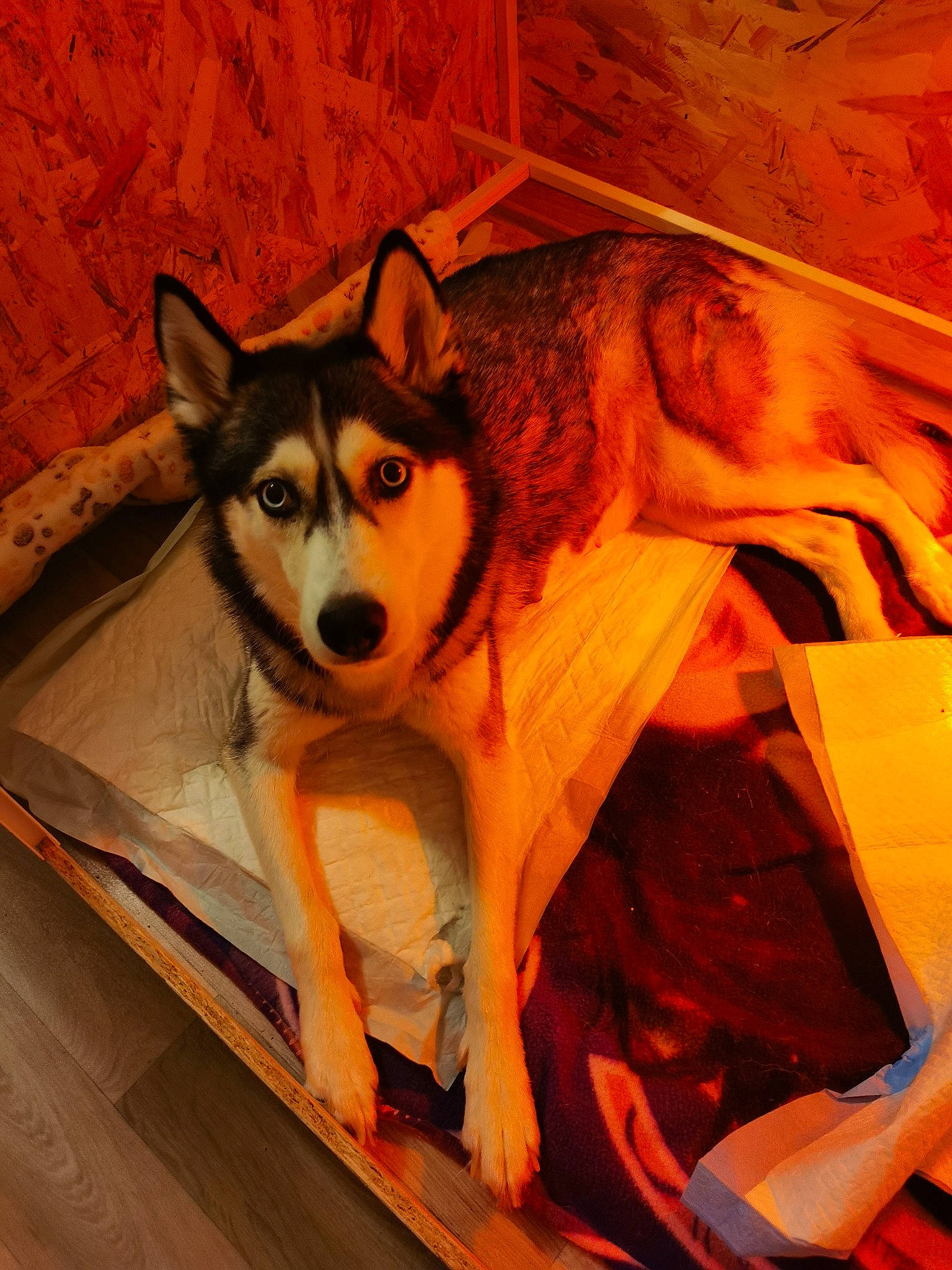 Louane a rejoint le concours — aidez-le/la à gagner de superbes lots ! canidae, canis, carnivore, companion_dog, couch, dog, dog_breed, fawn, flooring, fur, siberian_husky, sled_dog, snout, tail, terrestrial_animal, whiskers, wildlife, wolf, wood, working_animal