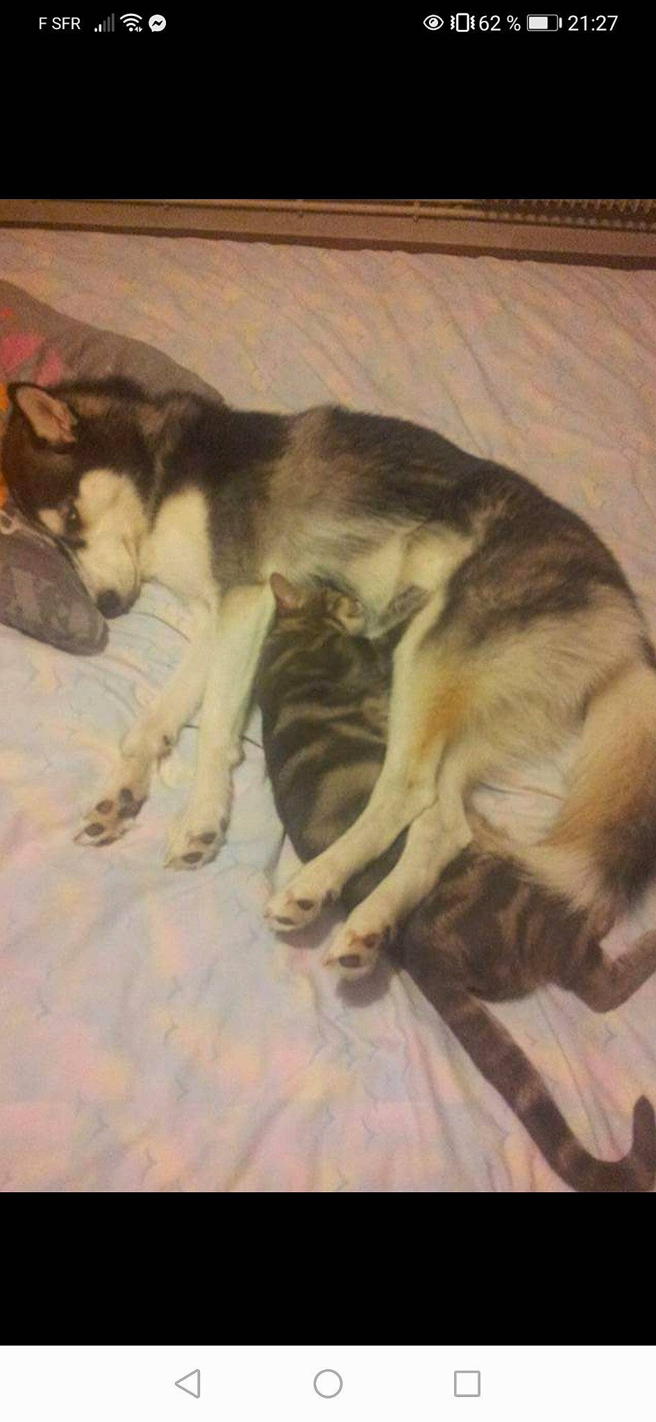 Louane participe au concours pour gagner de l'argent avec cette photo : ancient_dog_breeds, art, canis, carnivore, comfort, companion_dog, dog, dog_breed, fawn, fur, painting, paw, siberian_husky, sled_dog, small_to_medium_sized_cats, sporting_group, tail, terrestrial_animal, working_animal, working_dog