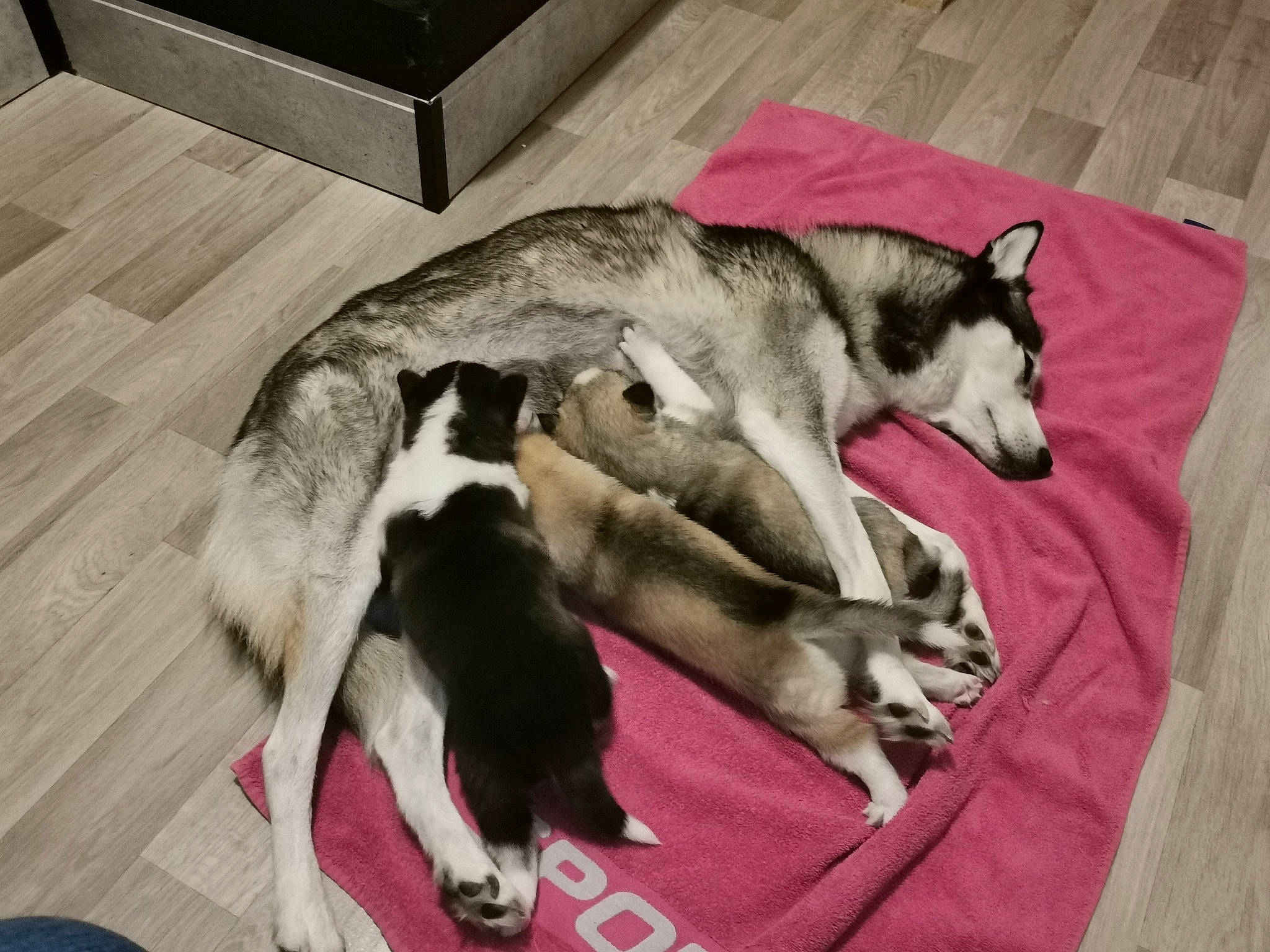 Louane participe au concours pour gagner de l'argent avec cette photo : canis, carnivore, comfort, companion_dog, dog, dog_breed, fawn, fur, hardwood, non_sporting_group, siberian_husky, sled_dog, tail, wood, working_animal, working_dog