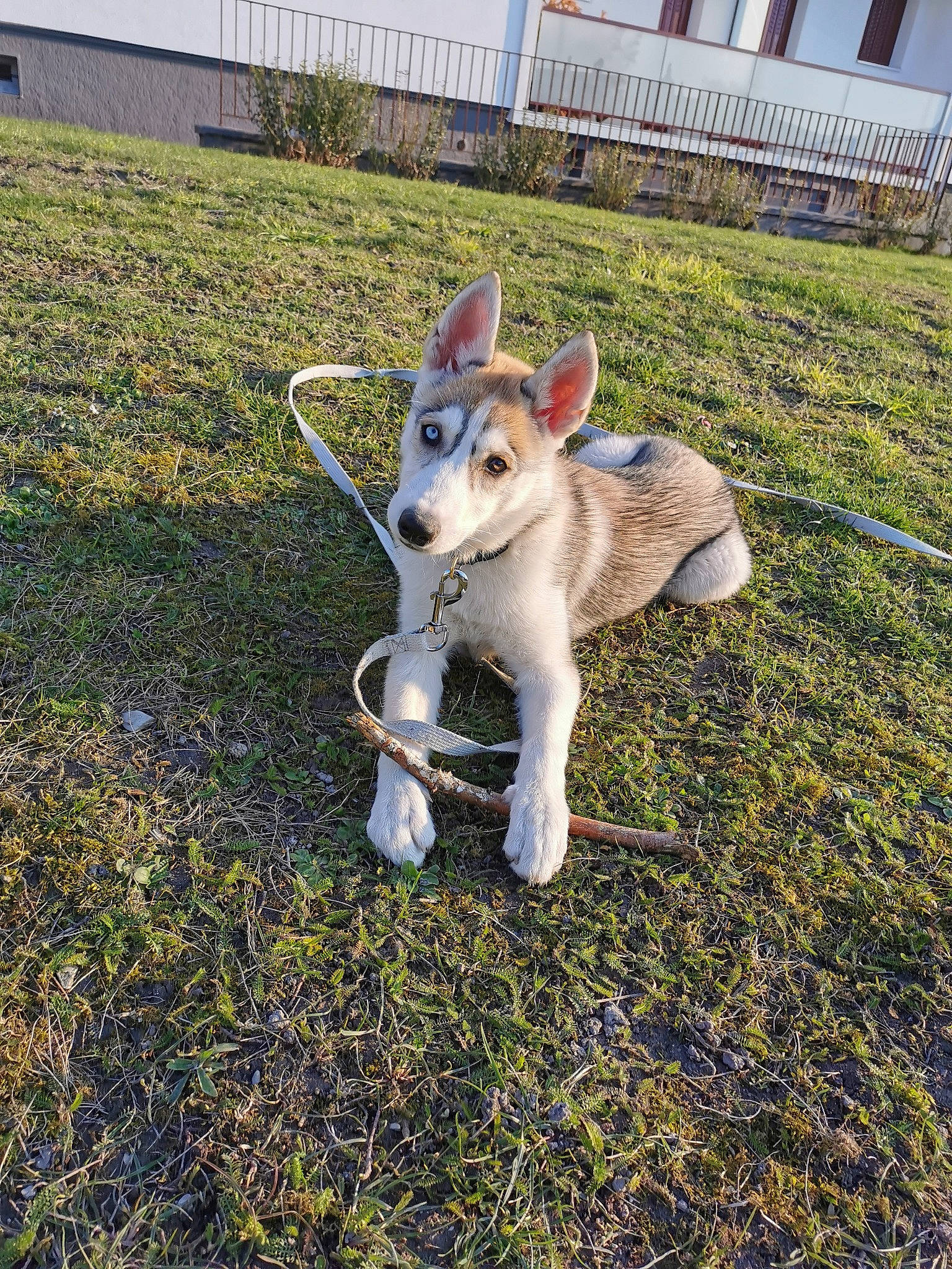 Laïka a rejoint le concours — aidez-le/la à gagner de superbes lots ! canidae, carnivore, companion_dog, dog, dog_breed, fawn, fence, grass, grassland, home_fencing, non_sporting_group, pasture, plant, snout, soil, sporting_group, tail, terrestrial_animal, whiskers, working_animal