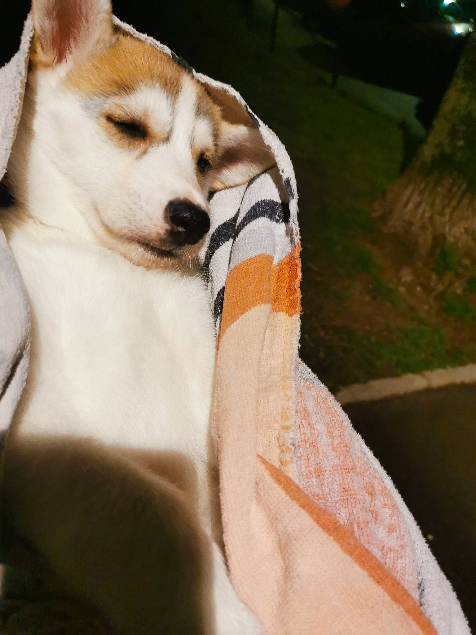 Laïka a rejoint le concours — aidez-le/la à gagner de superbes lots ! canidae, carnivore, companion_dog, dog, dog_breed, fawn, felidae, fur, grass, paw, small_to_medium_sized_cats, snout, spitz, sporting_group, street_dog, tail, terrestrial_animal, toy_dog, whiskers, wildlife