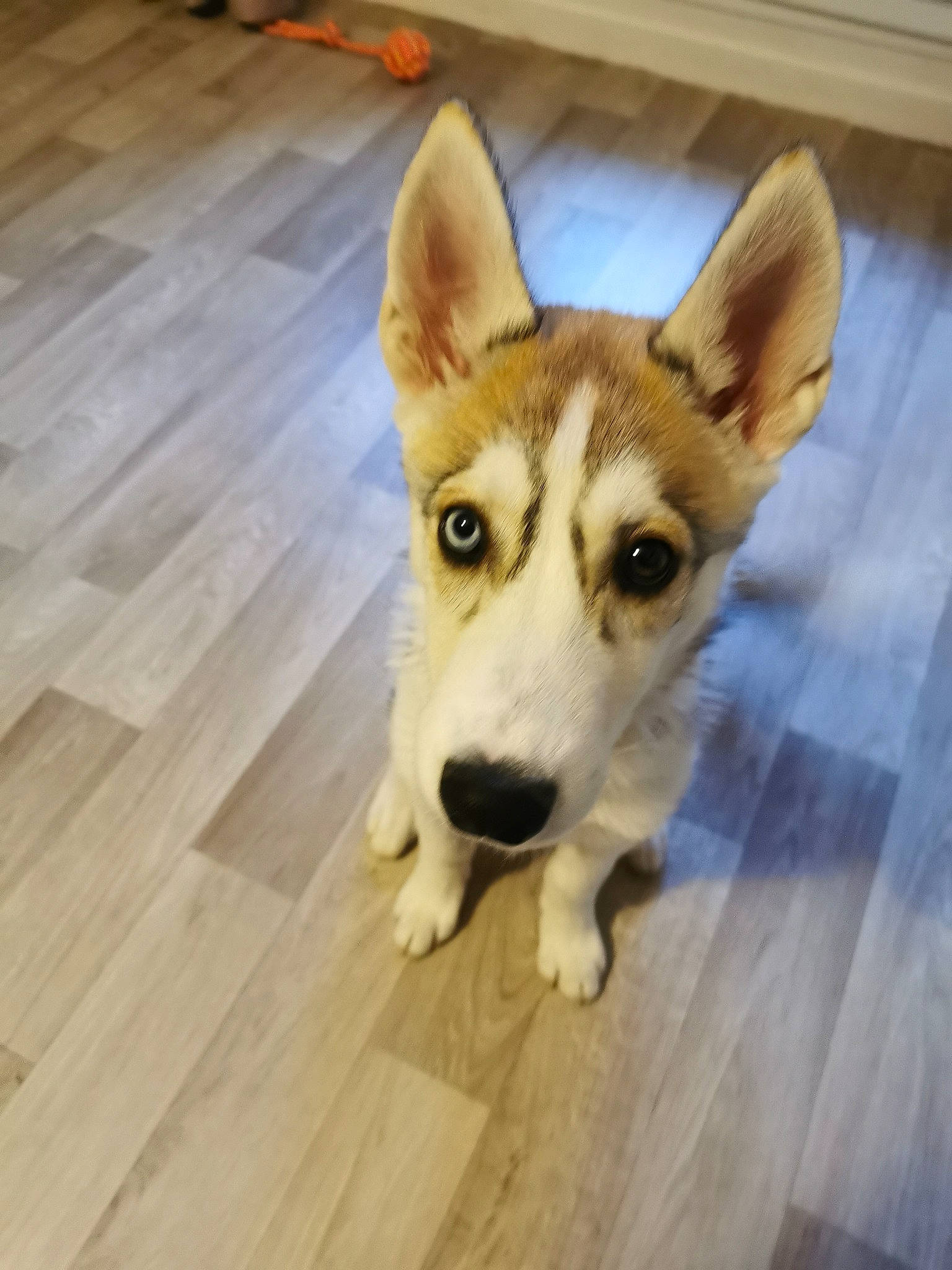 Laïka a rejoint le concours — aidez-le/la à gagner de superbes lots ! canidae, carnivore, companion_dog, dog, dog_breed, eye, fawn, floor, flooring, fur, happy, hardwood, sled_dog, snout, sporting_group, tail, whiskers, wood, wood_stain, working_animal