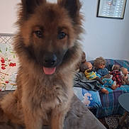 Maya participe au concours pour gagner de l'argent avec cette photo : animal, blanket, carpet, couch, cozy, decor, dog, dolls, fluffy, framed_picture, furniture, home, indoor, living_room, painting, pet, seated, stuffed_animals, table, tongue_out