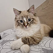 Bloom participe au concours pour gagner de l'argent avec cette photo : abyssinian, angora, animal, cat, couch, furniture, hardwood, homedecor, kitten, linen, manx, pet, plywood, siamese, wood