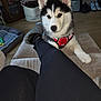 dog, husky, puppy, pet, indoor, living_room, furniture, person, clothing, black_pants, red_harness, floor, shoes, pet_bed, blanket, toy, cozy, curious, paw, resting