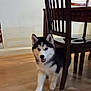 Elsa is registered to the contest to win money with this photo: puppy, dog, husky, black_and_white, indoor, wooden_chair, hardwood_floor, playful, young_dog, pet, furniture, smiling, cute, animal, flooring, walking, home, domestic, canine, curious
