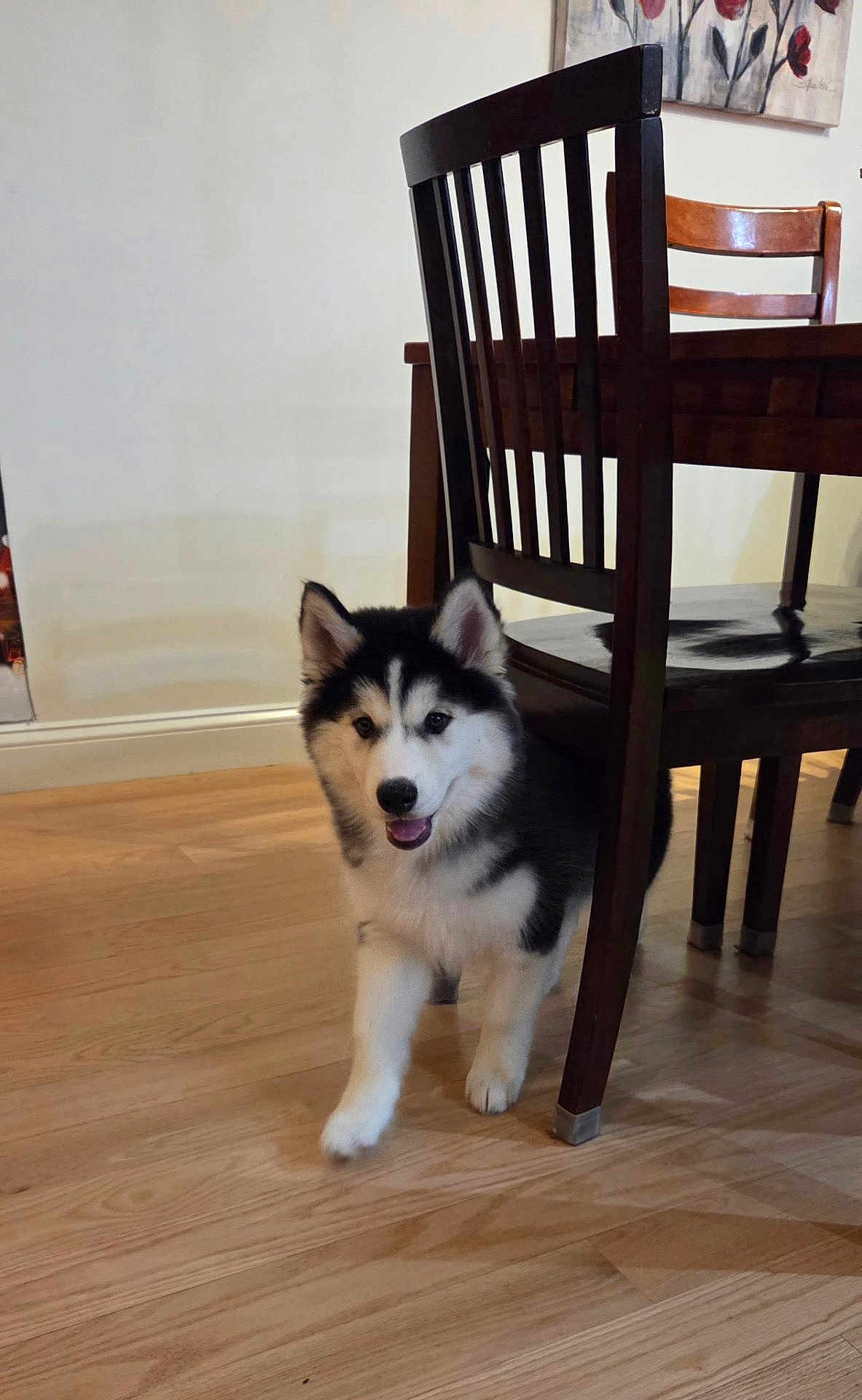 Elsa is registered to the contest to win money with this photo: puppy, dog, husky, black_and_white, indoor, wooden_chair, hardwood_floor, playful, young_dog, pet, furniture, smiling, cute, animal, flooring, walking, home, domestic, canine, curious