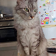 Roxy a rejoint le concours — aidez-le/la à gagner de superbes lots ! animal, cat, curious, domestic, fluffy, fur, gray_tabby, green_eyes, indoor, kitchen, magnets, notes, pet, portrait, refrigerator, sitting, stove, table, tail, whiskers