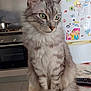 animal, cat, curious, domestic, fluffy, fur, gray_tabby, green_eyes, indoor, kitchen, magnets, notes, pet, portrait, refrigerator, sitting, stove, table, tail, whiskers