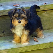 Gizmo joined the competition — help win amazing prizes! puppy, dog, small_dog, fluffy, fur, black_fur, brown_fur, white_fur, pet, outdoor, wooden_steps, leaves, curious, cute, animal, young_dog, standing, nature, closeup, adorable