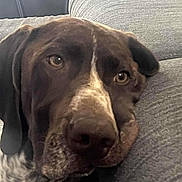 Uzo a rejoint le concours — aidez-le/la à gagner de superbes lots ! dog, close_up, indoor, couch, resting, brown_fur, white_fur, large_dog, pet, face, ears, nose, eyes, canine, relaxed, comfort, furniture, texture, quiet, companion