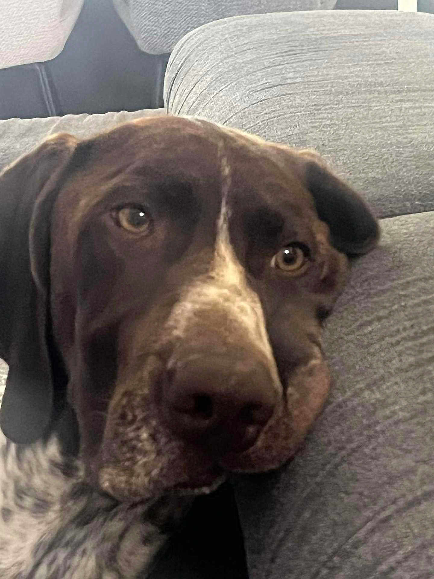 Uzo a rejoint le concours — aidez-le/la à gagner de superbes lots ! dog, close_up, indoor, couch, resting, brown_fur, white_fur, large_dog, pet, face, ears, nose, eyes, canine, relaxed, comfort, furniture, texture, quiet, companion