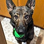 Harley Q is registered to the contest to win money with this photo: dog, german_shepherd, pet, indoor, ball, toy, brown, black, fur, ears, eyes, floor_mat, cabinet, closeup, looking_up, canine, playful, animal, mouth, portrait