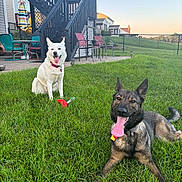 Harley Q is registered to the contest to win money with this photo: dog, dogs, grass, backyard, outdoor, pet, playing, happy, tongue, toy, fence, chair, stairs, sunset, house, collar, canine, nature, smiling, relaxing