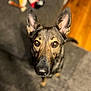 Harley Q joined the competition — help win amazing prizes! dog, german_shepherd, pet, animal, canine, ears, eyes, nose, carpet, toy, indoor, floor, wood_floor, blurred_background, looking_up, portrait, closeup, fur, domestic_animal, companion