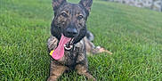 Harley Q is registered to the contest to win money with this photo: dog, tongue_out, grass, toy, outdoor, sunset, pet, playful, happy, animal, canine, nature, green, field, collar, fence, blurred_background, daylight, muzzle, ears