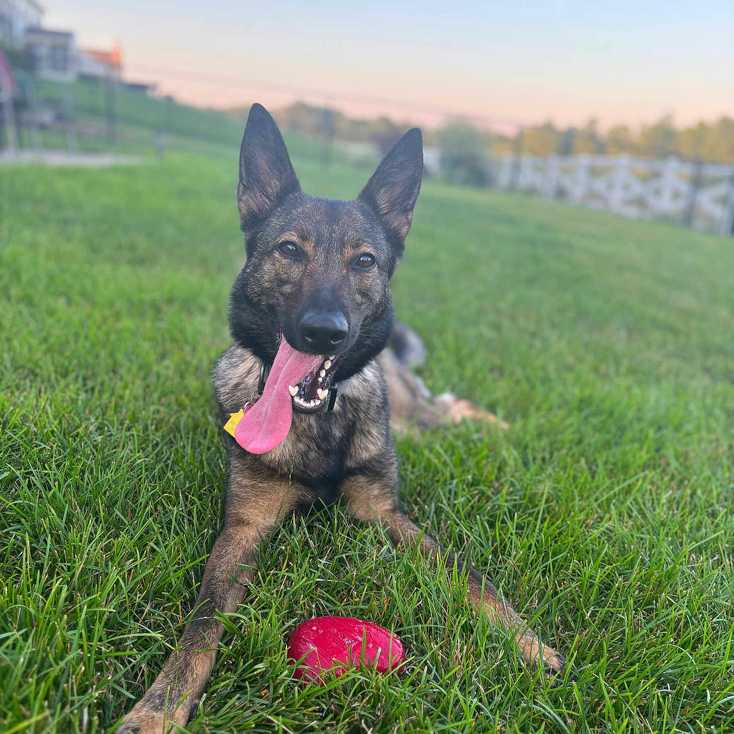 Harley Q is registered to the contest to win money with this photo: animal, blurred_background, canine, collar, daylight, dog, ears, fence, field, grass, green, happy, muzzle, nature, outdoor, pet, playful, sunset, tongue_out, toy