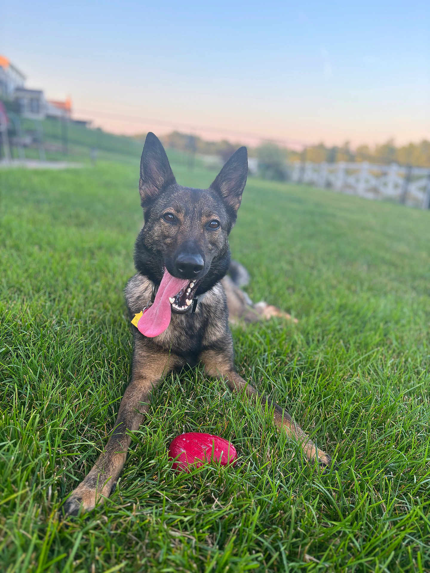 Harley Q is registered to the contest to win money with this photo: dog, tongue_out, grass, toy, outdoor, sunset, pet, playful, happy, animal, canine, nature, green, field, collar, fence, blurred_background, daylight, muzzle, ears