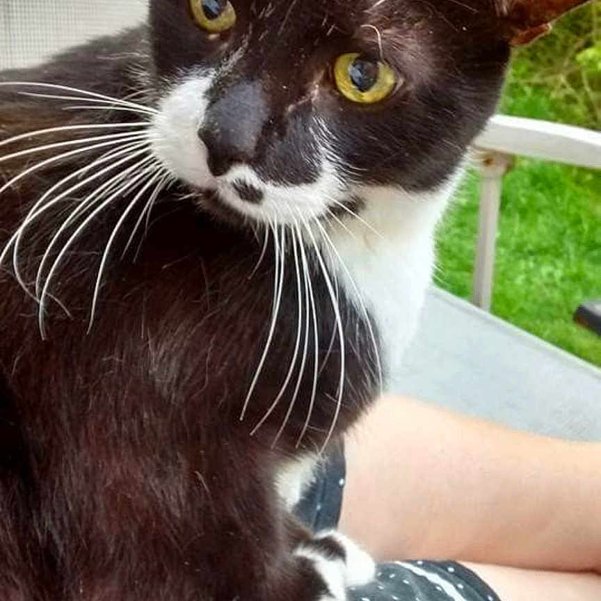 Freck joined the competition — help win amazing prizes! black_and_white, cat, chair, close_up, companion, curious, domestic_animal, feline, greenery, lap, nature, outdoor, person, pet, polka_dot_shorts, relaxing, summer, tuxedo_cat, whiskers, yellow_eyes
