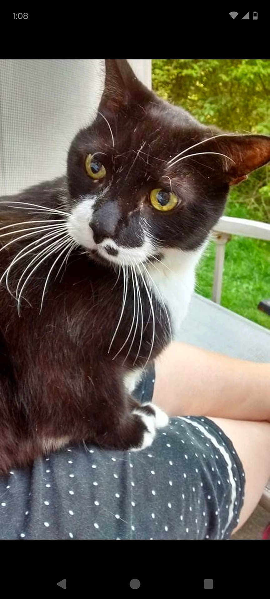 Freck joined the competition — help win amazing prizes! cat, tuxedo_cat, yellow_eyes, whiskers, person, lap, outdoor, greenery, chair, polka_dot_shorts, pet, feline, curious, black_and_white, close_up, domestic_animal, relaxing, summer, nature, companion