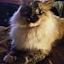 Twinkle joined the competition — help win amazing prizes! animal, blue_eyes, brown, cat, closeup, couch, cute, domestic, feline, fluffy, fur, home, indoor, mammal, paw, pet, relaxed, resting, striped, whiskers
