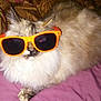 Twinkle joined the competition — help win amazing prizes! accessory, animal, cat, cool, cozy, cute, feline, fluffy, funny, fur, indoor, laid_back, orange, pet, portrait, purple_blanket, relaxed, resting, sunglasses, whiskers