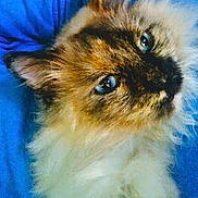 Twinkle is registered to the contest to win money with this photo: animal, blue_background, blue_eyes, cat, close_up, cute, domestic_cat, feline, fluffy, fur, indoor, looking_up, mammal, pet, portrait, relaxed, resting, soft_texture, whiskers, young_cat