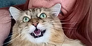 Brownie joined the competition — help win amazing prizes! person, cat, fluffy_cat, green_eyes, red_hair, indoor, portrait, pet, animal, holding, close_up, expression, feline, cute, happy, face, whiskers, home, domestic_animal, funny
