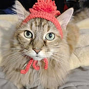 Brownie joined the competition — help win amazing prizes! adorable, animal, blanket, cat, close_up, cute, domestic_cat, feline, fluffy, fur, green_eyes, indoor, knitted_hat, pet, pink_hat, pom_pom, portrait, sitting, soft, whiskers