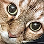cat, close_up, face, eyes, whiskers, fur, pet, animal, cute, nostrils, nose, tabby, muzzle, portrait, feline, domestic_cat, looking, curious, soft, texture