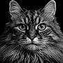 cat, close_up, portrait, black_and_white, fluffy, feline, animal, whiskers, ears, fur, eyes, face, domestic_cat, mammal, pet, studio, background, monochrome, intense_gaze, animal_portrait