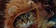 Brownie is registered to the contest to win money with this photo: animal, cat, costume, curly_hair, cute, domestic_cat, eyes, face, feline, fluffy, funny, fur, holding, indoor, lion_mane, muzzle, person, pet, portrait, resting