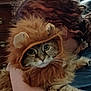 Brownie is registered to the contest to win money with this photo: cat, costume, lion_mane, fluffy, pet, animal, indoor, person, curly_hair, holding, fur, cute, face, eyes, muzzle, domestic_cat, portrait, resting, feline, funny