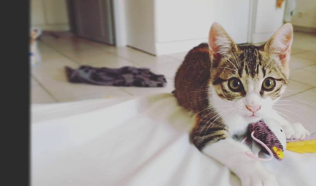 Kira a rejoint le concours — aidez-le/la à gagner de superbes lots ! aegean_cat, american_shorthair, american_wirehair, asian, carnivore, cat, domestic_short_haired_cat, dragon_li, ear, egyptian_mau, european_shorthair, felidae, fur, kitten, mammal, small_to_medium_sized_cats, tabby_cat, whiskers