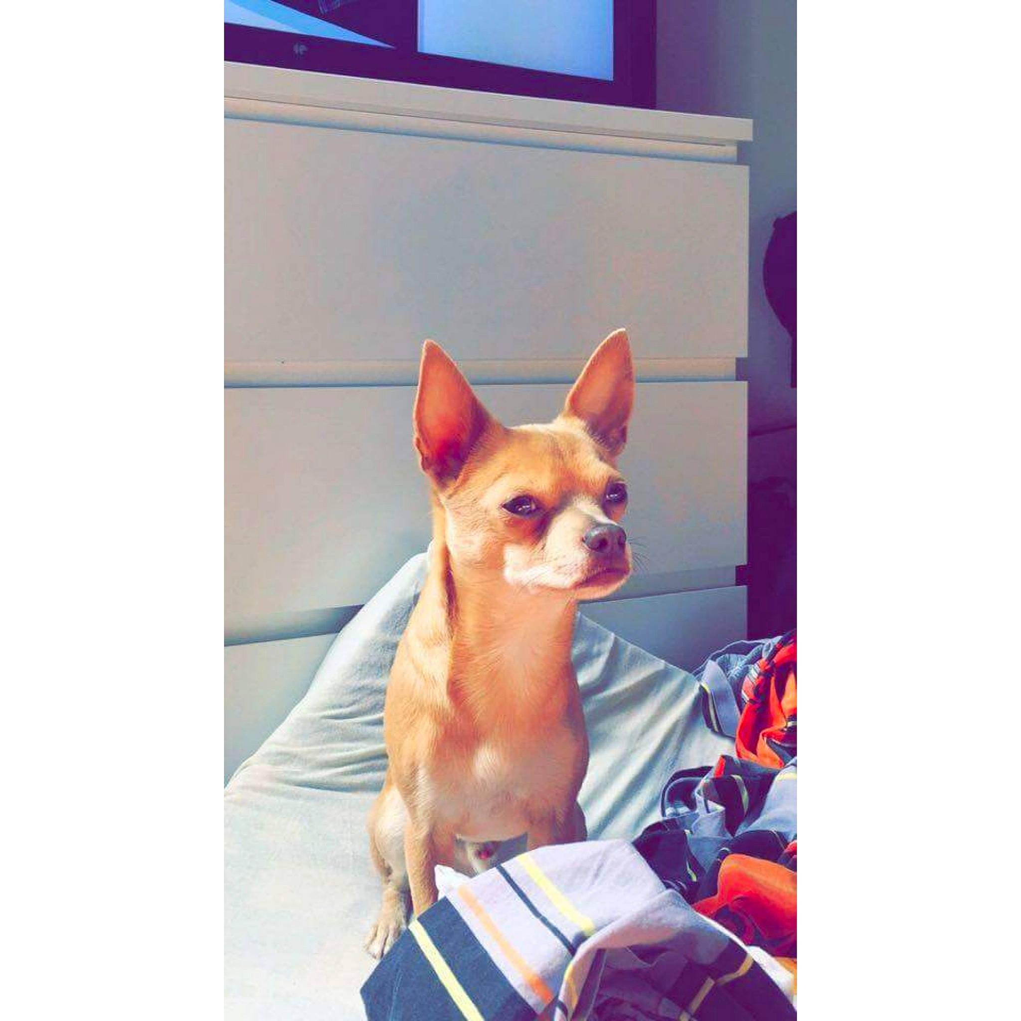 Keïko a rejoint le concours — aidez-le/la à gagner de superbes lots ! canidae, carnivore, cat, chihuahua, companion_dog, dog, dog_breed, ear, fawn, felidae, mammal, puppy, russkiy_toy, square, toy_dog, vertebrate