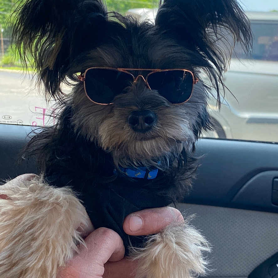 Edward is registered to the contest to win money with this photo: accessory, animal, black_fur, car_interior, casual, collar, cute, daylight, dog, fluffy_ears, fur, hand, holding, pet, portrait, relaxation, small_dog, sunglasses, trees, window