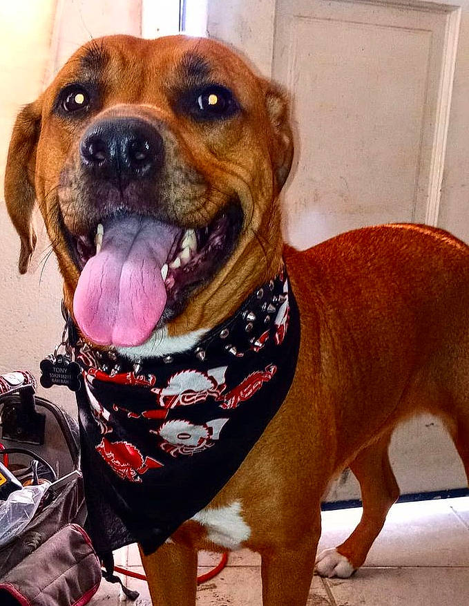 Ezrah Kai is registered to the contest to win money with this photo: carnivore, collar, companion_dog, dog, dog_breed, dog_collar, dog_supply, fawn, fur, guard_dog, leash, liver, paw, pet_supply, selfie, snout, sporting_group, whiskers, working_animal, working_dog