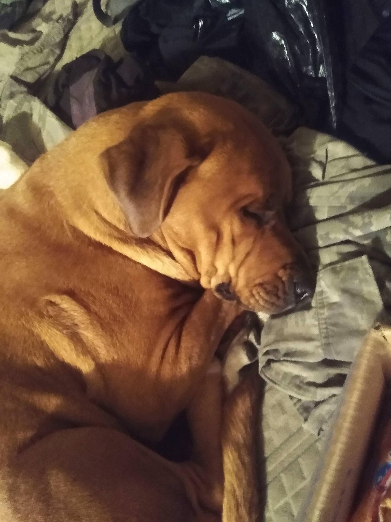 Ezrah Kai is registered to the contest to win money with this photo: brown, canidae, carnivore, comfort, companion_dog, dog, dog_breed, dog_supply, fawn, flesh, fur, hardwood, linens, liver, sporting_group, terrestrial_animal, whiskers, wood, working_animal, wrinkle