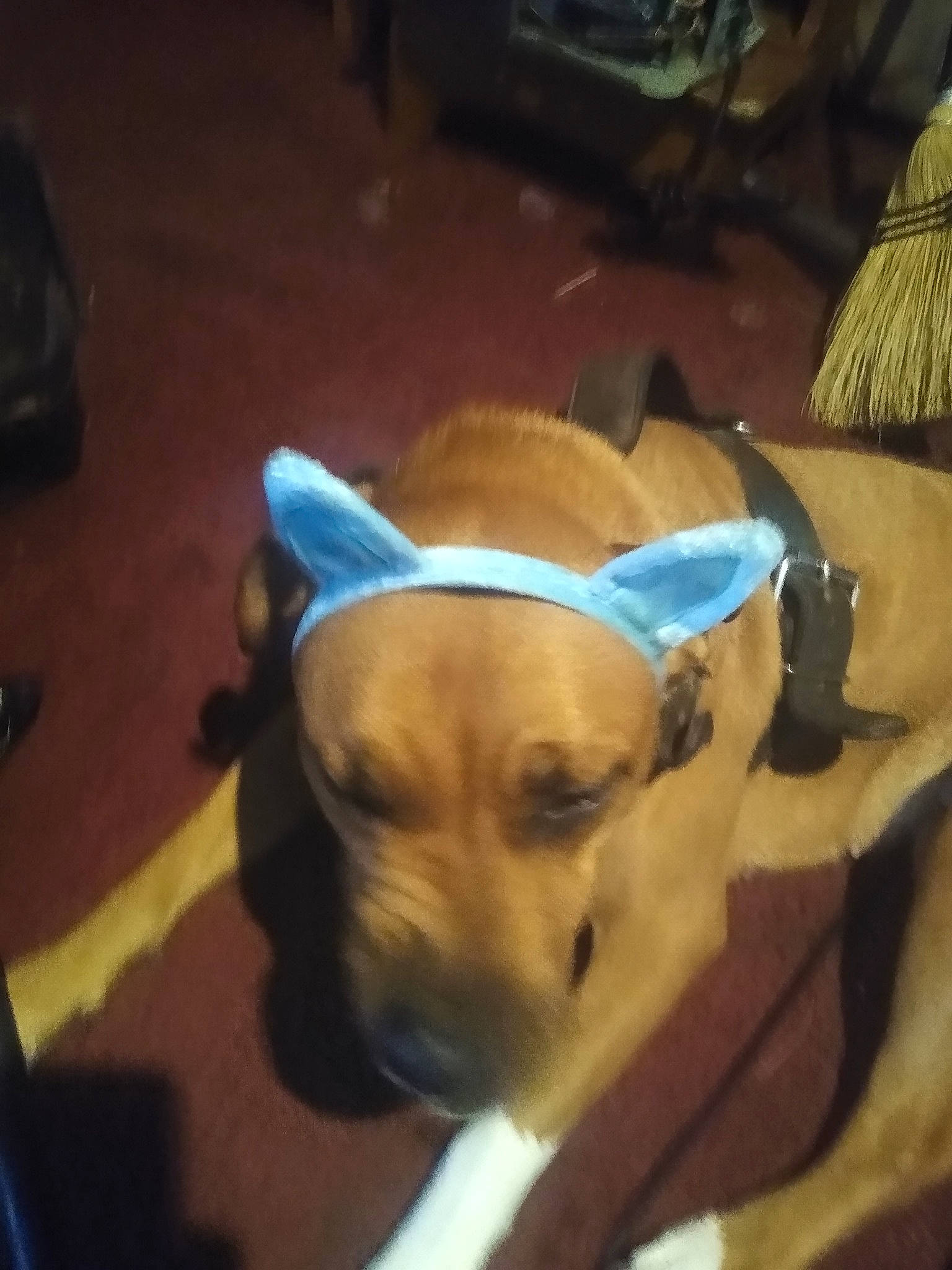 Ezrah Kai joined the competition — help win amazing prizes! canidae, carnivore, collar, comfort, companion_dog, dog, dog_breed, dog_clothes, dog_collar, dog_supply, ear, fawn, flooring, hardwood, snout, sporting_group, toy_dog, whiskers, wood, working_animal