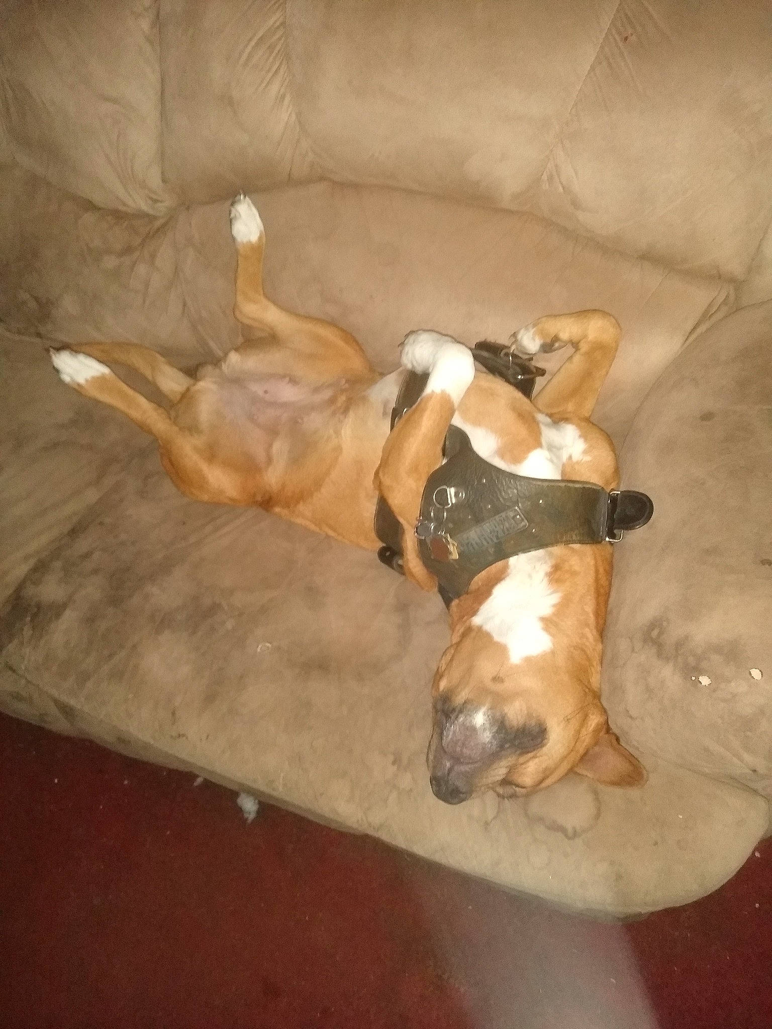 Ezrah Kai joined the competition — help win amazing prizes! canidae, carnivore, comfort, companion_dog, dog, dog_breed, fawn, floor, flooring, hardwood, human_leg, non_sporting_group, sporting_group, tail, wood, working_animal