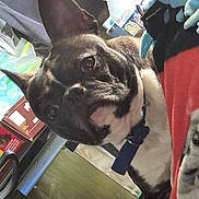 Jazz Lee Laswell is registered to the contest to win money with this photo: animal, black, blanket, box, brown, close_up, collar, curious, dog, domestic, ears, fabric, face, floor, furniture, household, indoor, pet, water_bottle, white