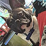 Jazz Lee Laswell is registered to the contest to win money with this photo: animal, black, blanket, box, brown, close_up, collar, curious, dog, domestic, ears, fabric, face, floor, furniture, household, indoor, pet, water_bottle, white