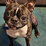 Jazz Lee Laswell is registered to the contest to win money with this photo: animal, boston_terrier, canine, carpet, companion, couch, cute, dog, ears, eyes, friendly, fur, household, indoor, looking_up, pet, portrait, small_dog, underbite, white_paws